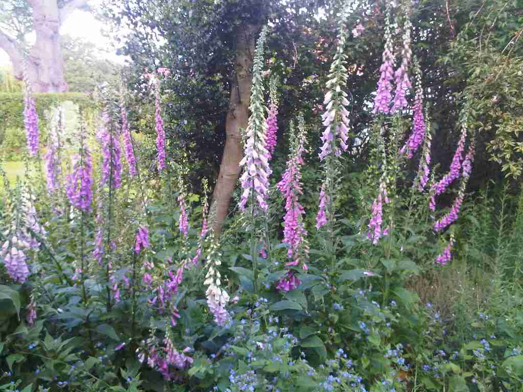 Garden design and maintenance St Albans