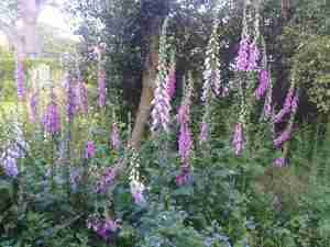Garden design and maintenance Gardener Hertfordshire