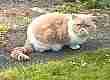 beautiful Cat